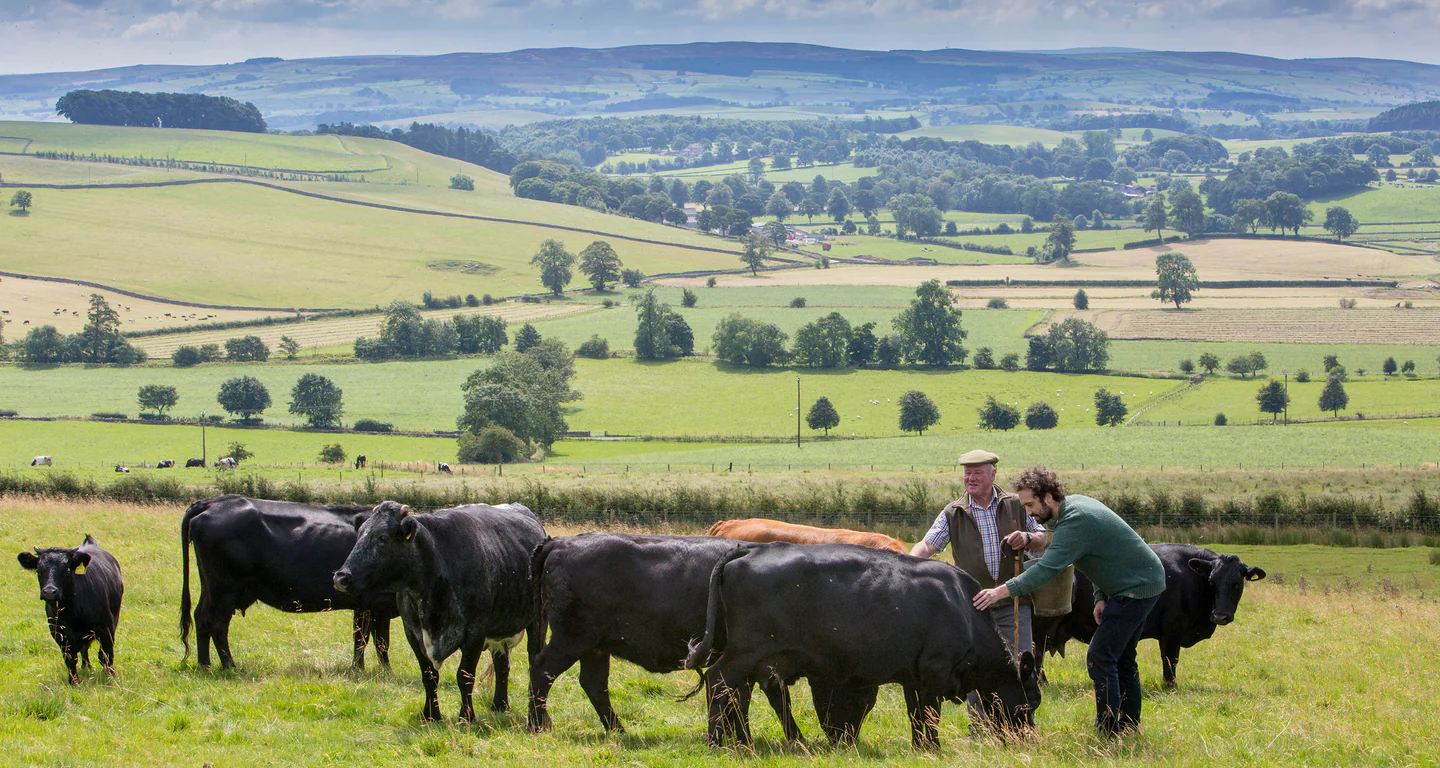 Yorkshire's Finest Native Breed Meat